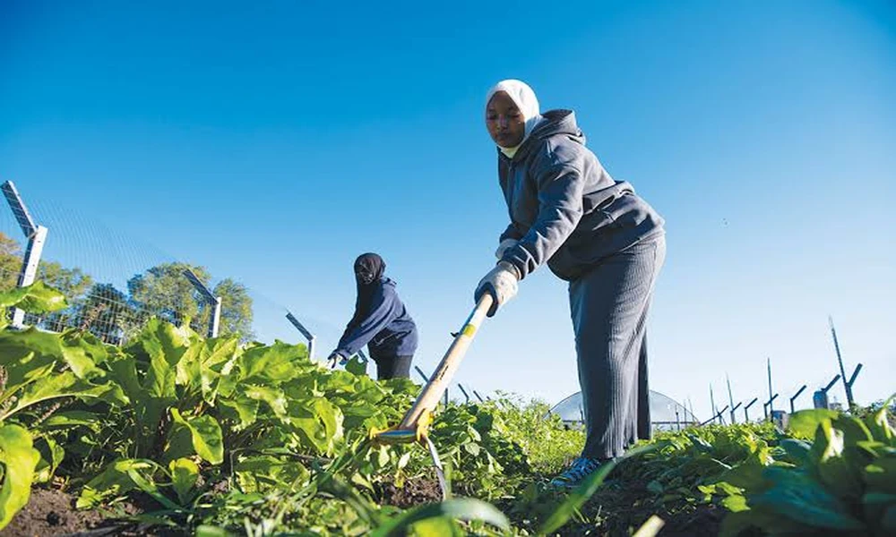 Pest Disease Management in Organic Agriculture