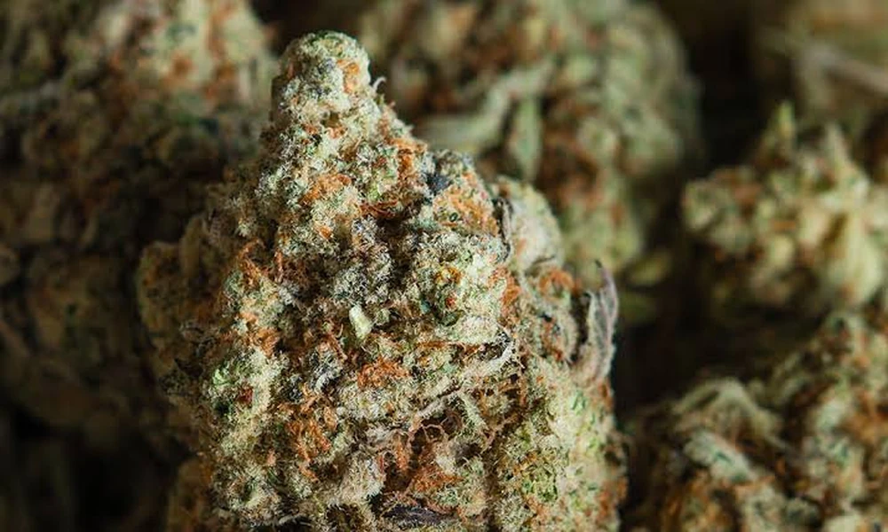 Why lab testing matters when selecting THCA flower?